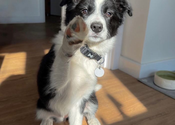 border.collie.ig_1701183337_3246083569539494948_8428104430