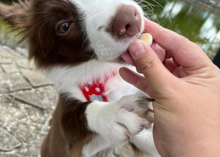 border.collie.ig_1708009200_3303297140517879975_8428104430