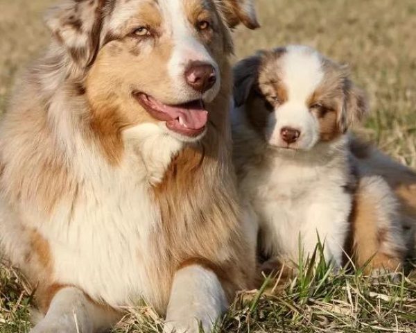 border_collie_family__1650636923_2822069510657761809_52703805414