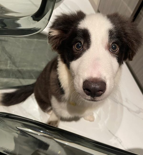 its_luna_thebordercollie_1629038948_2640892570221532029_48454214775