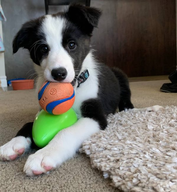 thebordercolliefrankie_1632270291_2667999035769820783_48686335502